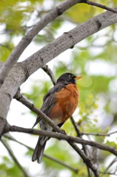 American robin sitting on the tree branch 