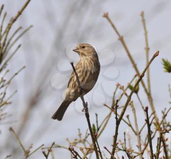 sparrow on a bush 