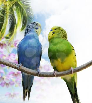 Two Budgerigars Perching On A Branch