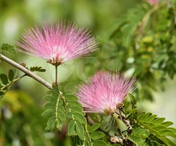 Flowers Of Acacia (Albizzia Julibrissin Or Silk Tree) 