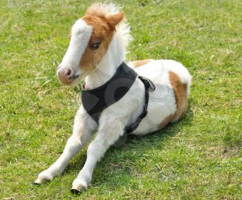 young white and brown pony on a green grass