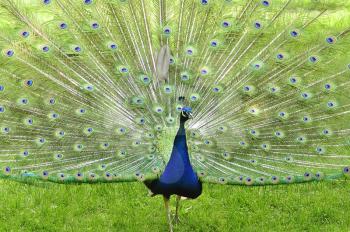 a peacock in the park, close up