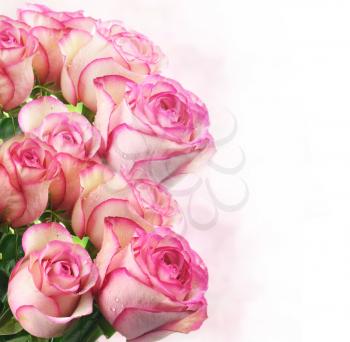 pink fresh roses , close up
