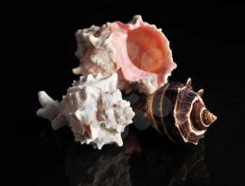 shells , close up shot on black background