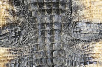 Alligator Skin Texture For Background 