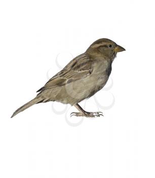 Sparrow Bird On White Background