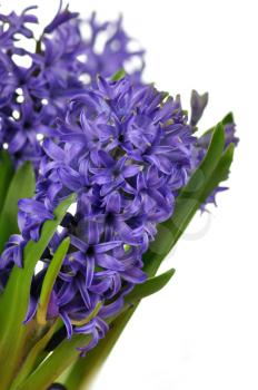  blue Hyacinth flowers on a white background 
