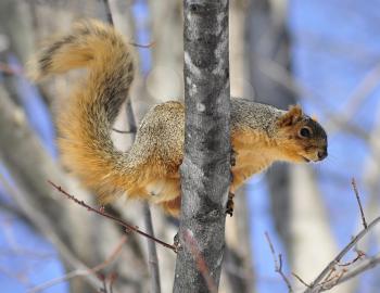 a fox  squirrel on a tree in spring day