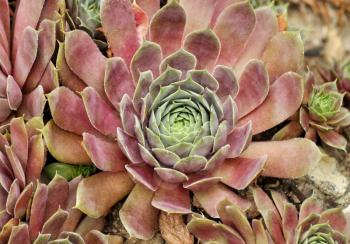sempervivum plant , close up for background