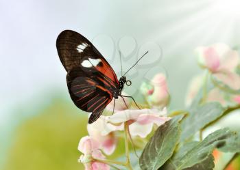a beautiful tropical butterfly ,  Large Postman , on flowers