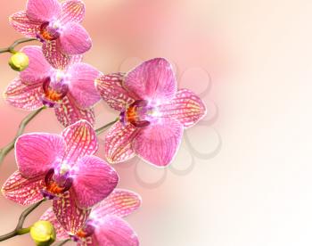 pink orchid flowers , close up for background