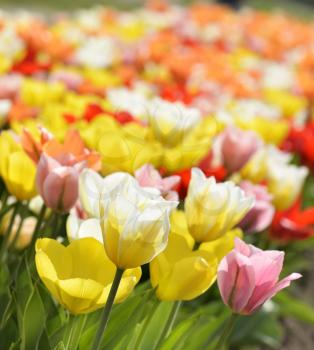 Colorful Tulip Flowers With Sunlight