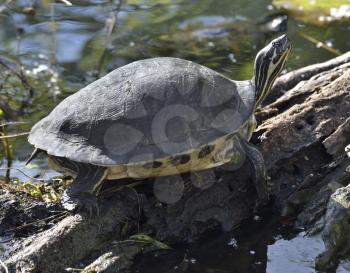 Turtle Basking on a Log