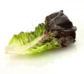 red lettuce leaf 