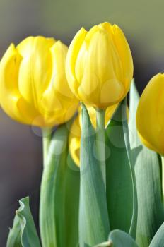 Bunch of yellow tulips close up shot