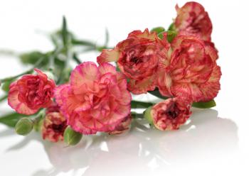 pink and red carnation flowers , close up