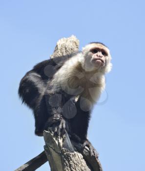 White-Throated Capuchin Monkey Against A Blue Sky