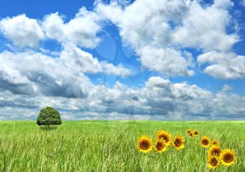 field of grass , sunflowers and beautiful  sky 