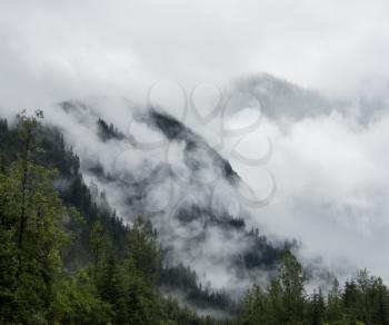 Mist Covering The Pine Trees On The Mountains 