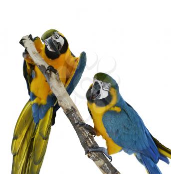 Blue Macaw Parrots On White Background 