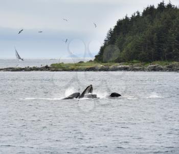 Humpback Whales Bubble Feeding In Alaska