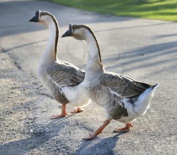 Two Gray Geese Crossing Road