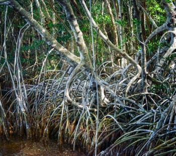 Mangrove Forest,Close Up Shot