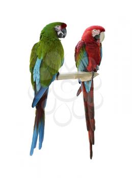 Colorful  Macaw Parrots Isolated On White