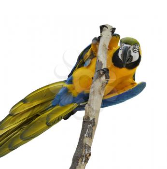 Blue And Gold Macaw Isolated On White