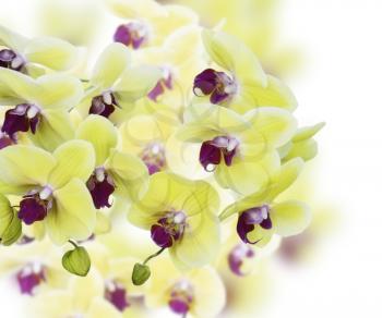 Yellow And Purple Orchid Flowers Background