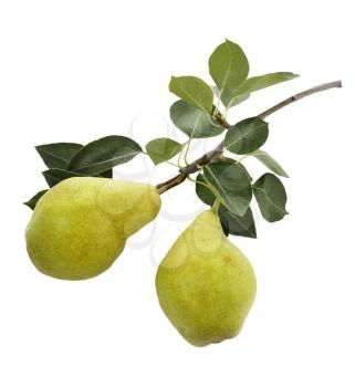 Yellow Ripe Pears On A Branch Isolated On White