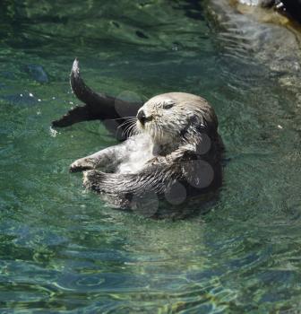 Wild Sea Otter (Enhydra Lutris)  Floating