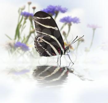 Zebra Longwing (Heliconius Charitonius) Butterfly With Reflection