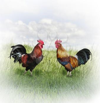 Two Colorful Roosters Ready To Fight