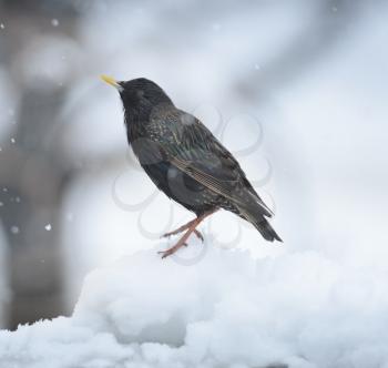 Blackbird In The Winter,Perching On The Snow