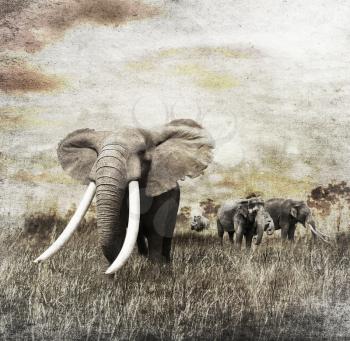 Grunge Image Of Walking Elephants