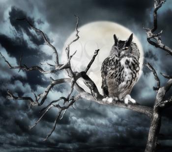 Owl Perching On A Tree Against The Moon