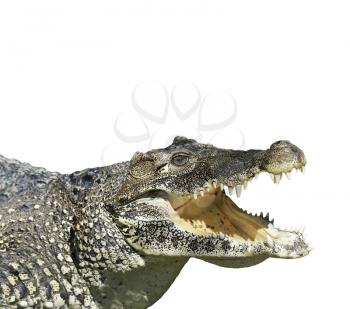 Crocodile With  Open Mouth Isolated On White