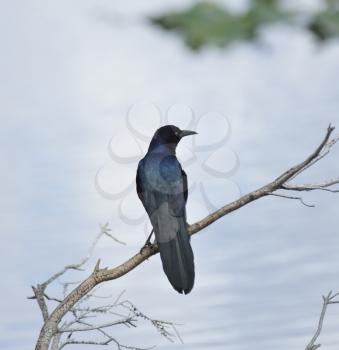 Blackbird Perching On A Branch Near Lake