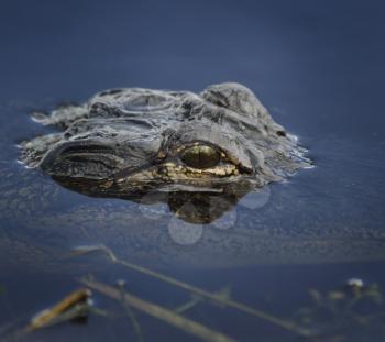Alligator Head In The Water ,Close Up