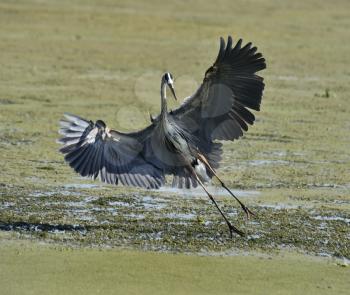 Great Blue Heron (Ardea herodias) Flying