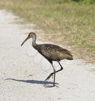 Limpkin Bird Crossing A Dirt Road