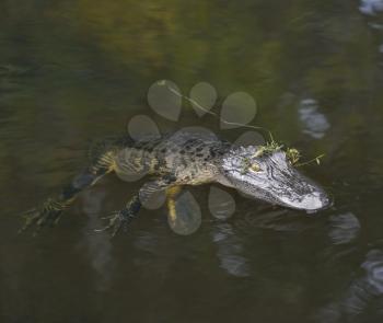 Young American Alligator In Water