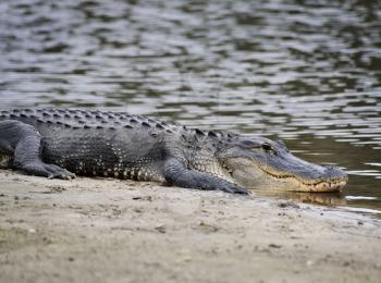  American Alligator Resting Near River
