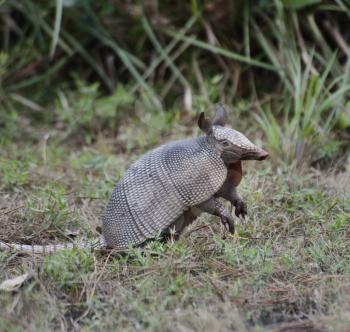 Young Armadillo In A Florida Park