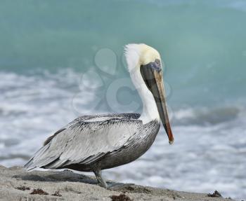 Brown Pelican On The Sand Near Atlantic Ocean