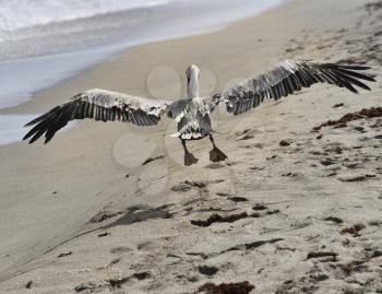 Brown Pelican In Flight Near Atlantic Ocean
