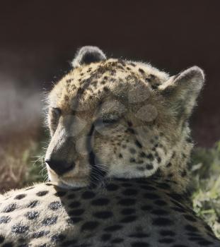 Portrait Of A Wild Cheetah Cat