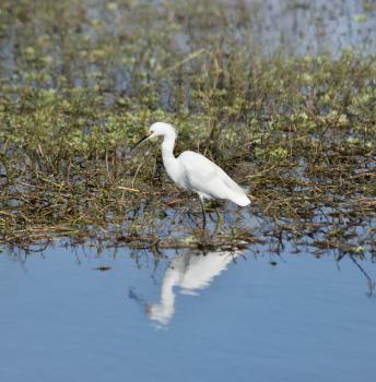 Snowy Egret Walking In The Pond