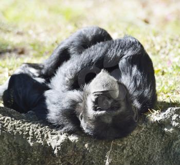 Black Chimpanzee Resting Under The Morning Sunlight 